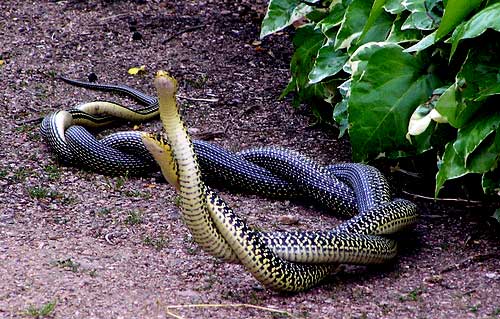 All About The Western Whip Snake In France